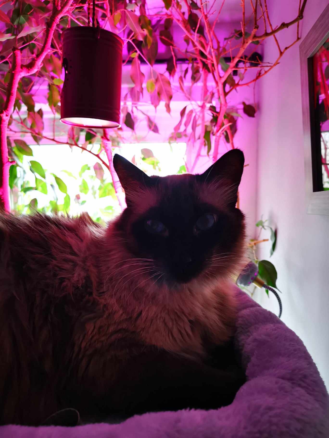 Pink_Plant_Tiddles.jpg